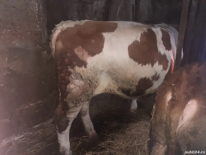 Vand taur baltat - imagine 3