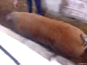 Vand porci, com Varciorog - imagine 5