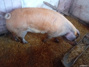 Vand porci, com Varciorog - imagine 3