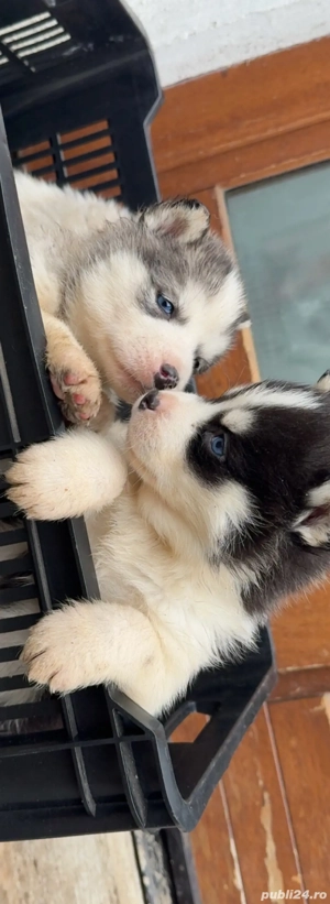 Căței Huscky Siberian - imagine 4