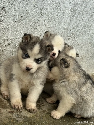 Căței Huscky Siberian - imagine 3