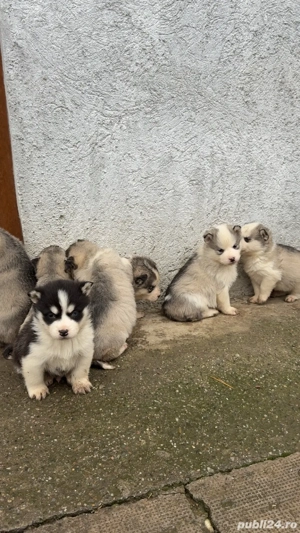 Căței Huscky Siberian - imagine 5