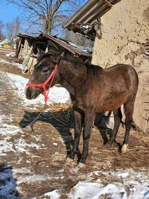 Vand manz  - imagine 5