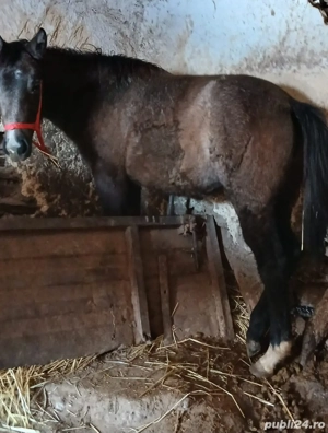 Vand manz  - imagine 2