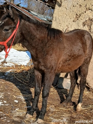 Vand manz  - imagine 3