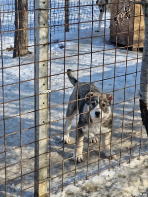 Femela asia ( volkodav ) - imagine 3