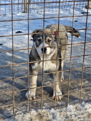 Femela asia ( volkodav ) - imagine 2