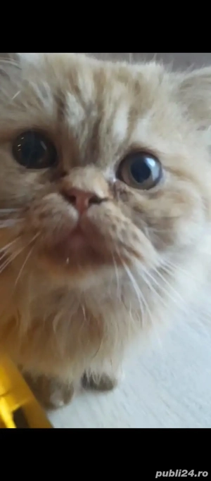 Pisica persana fetita caramizie