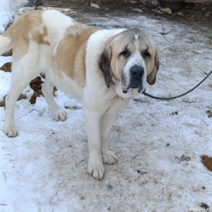 Berbec si caine de vânzare  - imagine 2