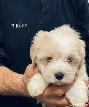 Vand bishon talie mica 7 saptamani