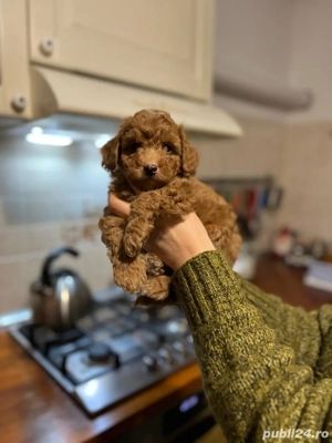 Poodle red fetite si baietei - imagine 4