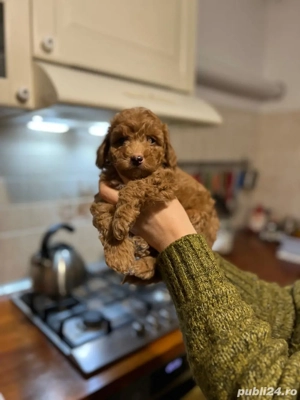 Poodle red fetite si baietei - imagine 5