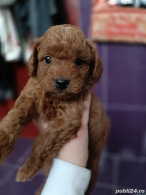 Poodle red fetite si baietei - imagine 2