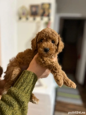 Poodle red fetite si baietei - imagine 3