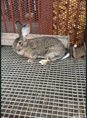 Iepuri urias german atat pui cat si maturi - imagine 2