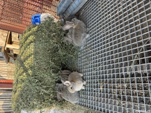 Iepuri urias german atat pui cat si maturi - imagine 5