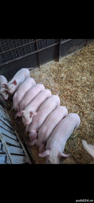 purcei de vânzare  - imagine 2