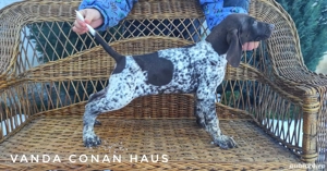 Brac german,părinți campioni