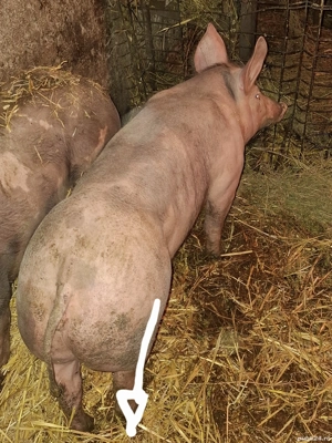 vand sau schimb cu 3 oi 