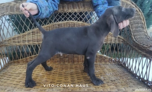 Brac german,părinți campioni - imagine 2