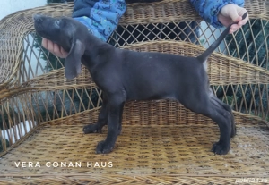 Brac german,părinți campioni - imagine 3