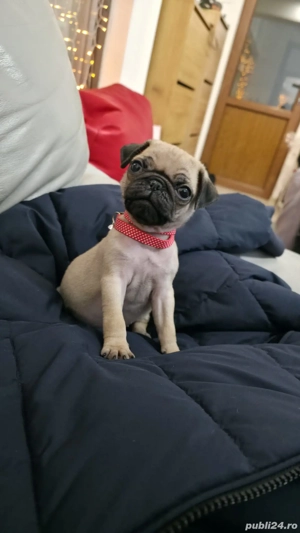 Pui de pug ,baietel 1 luna și jumatate - imagine 2