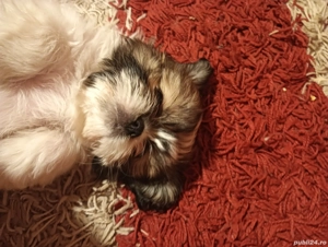 Vând o cățelușa shihtzu 