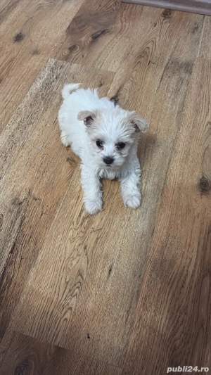 vand pui bichon talie mica fetita  - imagine 2