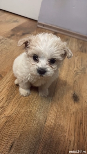 vand pui bichon talie mica fetita 