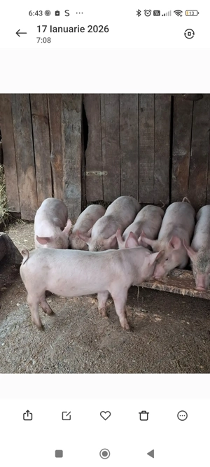 Purcei de vânzare  - imagine 2
