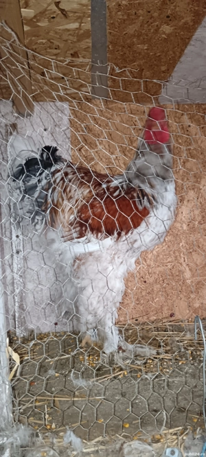 Vind Cocoși Brahma  - imagine 5