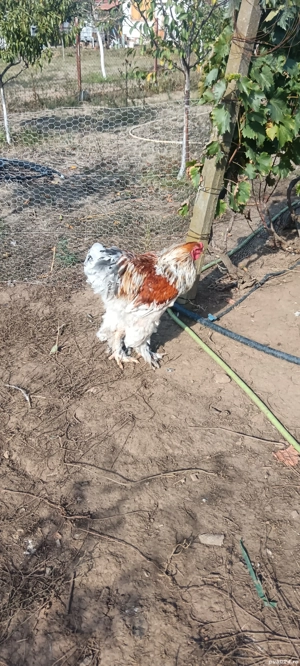 Vind Cocoși Brahma  - imagine 6