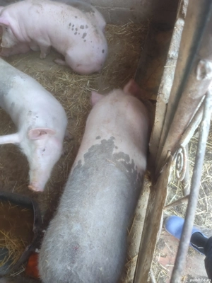 Purcei de vânzare  - imagine 2