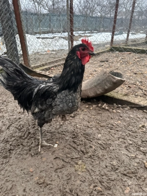 cocoși din anumite rase 