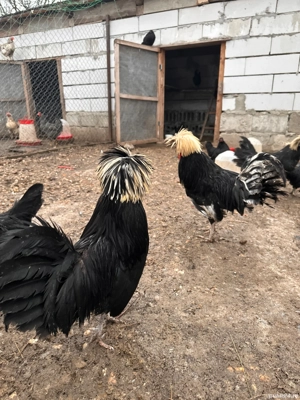 cocoși din anumite rase  - imagine 2