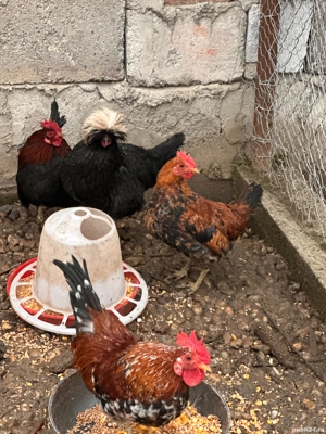 cocoși din anumite rase  - imagine 4