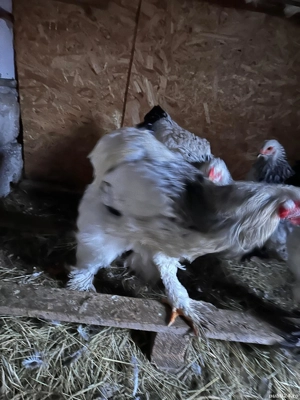 cocoși din anumite rase  - imagine 5