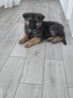 Femela ciobanesc germani