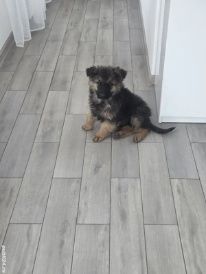 Femela ciobanesc germani - imagine 2