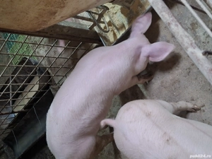 Porc grăsun 70 kg - imagine 2