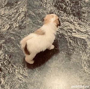 Vand bichonel talie mica 7 saptamani baietel  - imagine 2