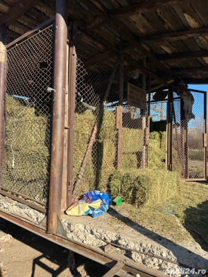 baloți de lucernă - imagine 5