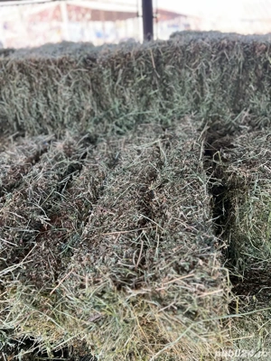 baloți de lucernă - imagine 4