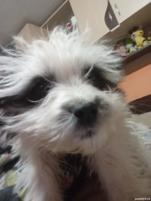 Bison fetita de vanzare