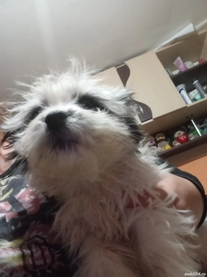 Bison fetita de vanzare - imagine 3