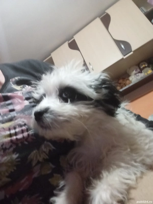 Bison fetita de vanzare - imagine 2