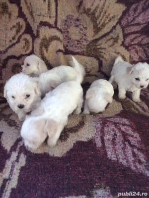 Vand catei bichon talia mini - imagine 3