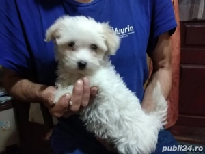 Catei bichon talia mini