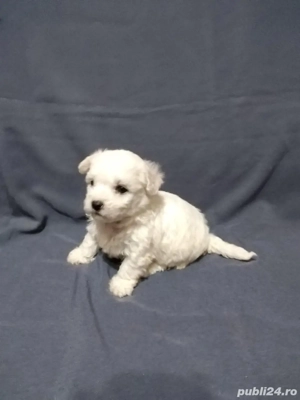 Vand catei bichon talia mini - imagine 2
