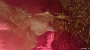 Tapisori anglo nubiene - imagine 4